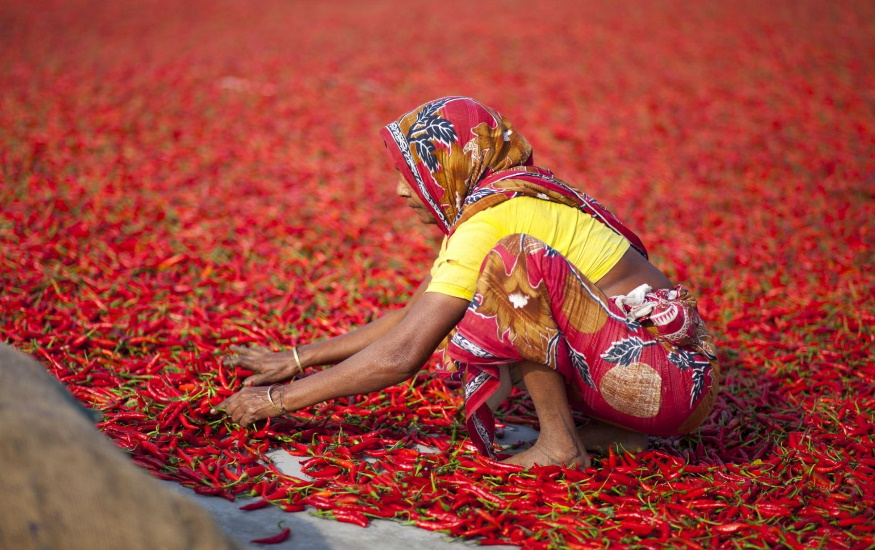 Indian woman collecting red chillies